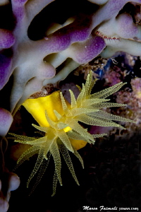 Purple and Yellow (Leptopsammia pruvoti on sponge) by Marco Faimali (ismar-Cnr) 